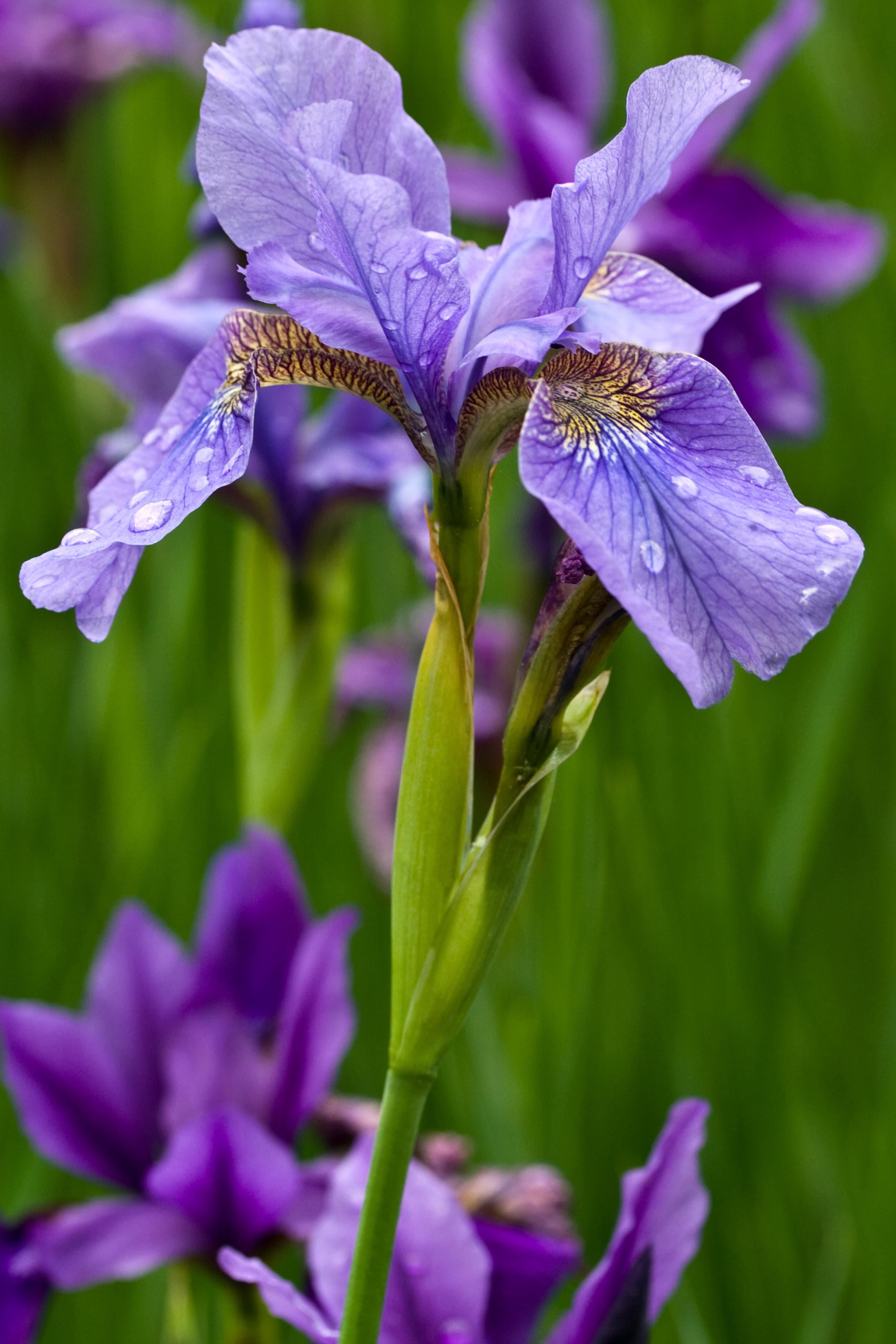 Longwood Gardens